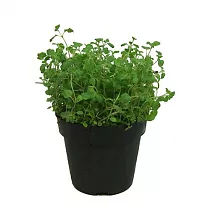 Орегано - Origanum vulgare D12 H15