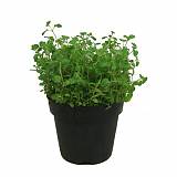 Орегано - Origanum vulgare D12 H15