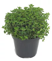 Орегано - Origanum vulgare D13 H20
