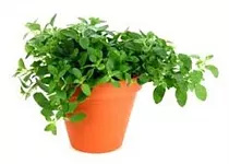 Орегано - Origanum vulgare D10 H15