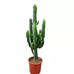 Эуфорбия Триангуларис - Euphorbia triangularis D21 H90