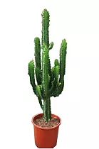 Эуфорбия Триангуларис - Euphorbia triangularis D21 H90