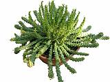 Молочай Фланагана - Euphorbia flanaganii D24 H25