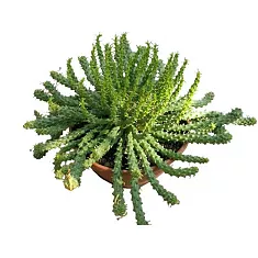 Молочай Фланагана - Euphorbia flanaganii D24 H25