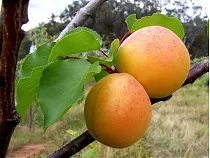 Абрикос Россиянин - Prunus armeniaca Rossiyanin 3-5 ltr, 100-180см