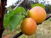 Абрикос Россиянин - Prunus armeniaca Rossiyanin 3-5 ltr, 100-180см