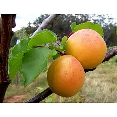 Абрикос Россиянин - Prunus armeniaca Rossiyanin 3-5 ltr, 100-180см