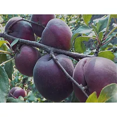 Абрикос Черный - Prunus armeniaca Black 3-5 ltr, 100-180см