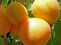 Абрикос Элитный Ранний - Prunus armeniaca Elitny Rannyi  3-5 ltr, 100-180см