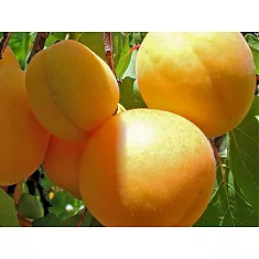 Абрикос Элитный Ранний - Prunus armeniaca Elitny Rannyi  3-5 ltr, 100-180см