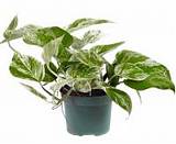 Эпипремнум Марбл Квин - Epipremnum marble queen D12 H20