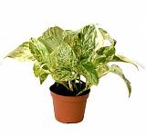 Эпипремнум Марбл Квин - Epipremnum marble queen D12 H15