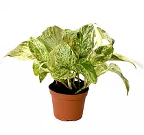 Эпипремнум Марбл Квин - Epipremnum marble queen D12 H15