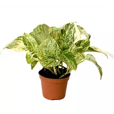 Эпипремнум Марбл Квин - Epipremnum marble queen D12 H15