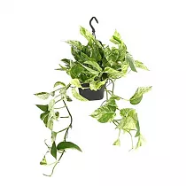 Эпипремнум Марбл Квин - Epipremnum marble queen D15 H30