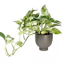 Эпипремнум Марбл Квин - Epipremnum marble queen D15 H25