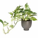 Эпипремнум Марбл Квин - Epipremnum marble queen D15 H25