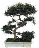 Бонсай Подокарпус (Ногоплодник) - Bonsai Podocarpus D30 H45