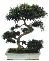 Бонсай Подокарпус (Ногоплодник) - Bonsai Podocarpus D30 H45