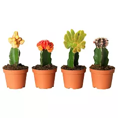 Гимнокалициум Михановича микс - Gymnocalycium D9 H20