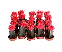 Гимнокалициум Михановича красный - Gymnocalycium D5 H15