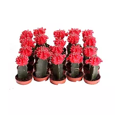 Гимнокалициум Михановича красный - Gymnocalycium D5 H15