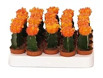 Гимнокалициум Михановича оранжевый - Gymnocalycium D5 H15