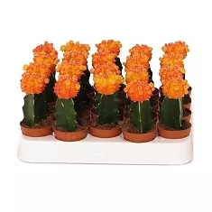 Гимнокалициум Михановича оранжевый - Gymnocalycium D5 H15