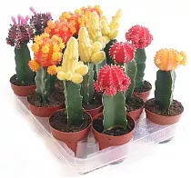 Гимнокалициум Михановича микс - Gymnocalycium D9 H22