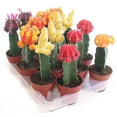 Гимнокалициум Михановича микс - Gymnocalycium D9 H22