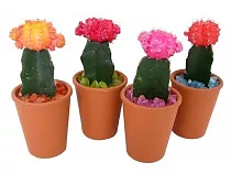 Гимнокалициум Михановича микс - Gymnocalycium D9 H25