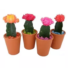 Гимнокалициум Михановича микс - Gymnocalycium D9 H25