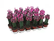 Гимнокалициум Михановича пурпурный - Gymnocalycium D5 H15