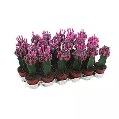Гимнокалициум Михановича пурпурный - Gymnocalycium D5 H15