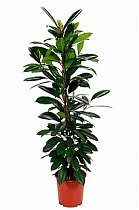 Фикус Циатистипула - Ficus Cyatistipula Zuil D21 H130
