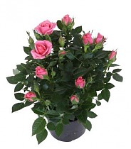 Роза розовая - Rosa Goldy Kordana D24 H55