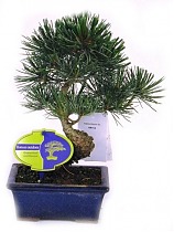 Бонсай Сосна - Bonsai Pinus D15 H25