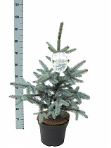Ель колючая Хупси (Picea Pungens Hoopsii) D25 H100
