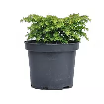 Тсуга канадская джедделох - Tsuga canadensis jeddeloh D9 H15