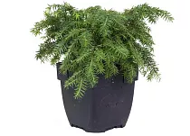 Тсуга канадская - Tsuga can. D9 H20