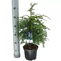 Тсуга канадская - Tsuga canadensis D15 H60