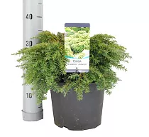 Тсуга - Tsuga can. D12 H40