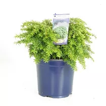 Тсуга канадская джедделох - Tsuga canadensis jeddeloh D9 H15