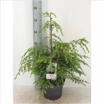 Тсуга канадская - Tsuga canadensis D17 H80