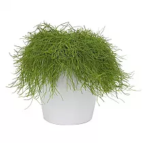 Кактус Рипсалис + Lechuza CLASSICO Color LS 21