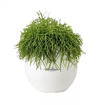 Кактус Рипсалис + LECHUZA-PURO Color 20