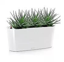 Хавортия 3 штуки + Lechuza DELTA 20