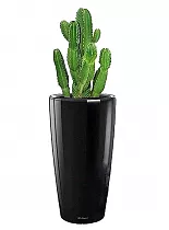 Кактус Эуфобия Триангуларис + Lechuza RONDO 40