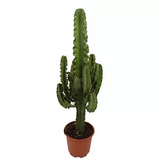 Эуфорбия Триангуларис - Euphorbia triangularis D24 H100