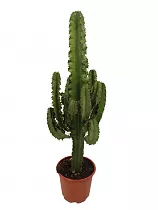 Эуфорбия Триангуларис - Euphorbia triangularis D24 H100